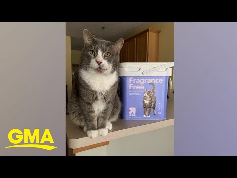 Cat becomes Target model after recovering from serious injuries