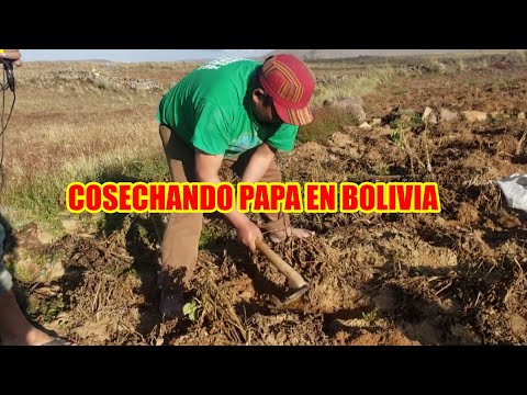COSECHA PAPA EN BOLIVIA..