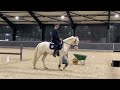 Dressage pony WIN FOR LIFE VD BIEBOSSCHEN