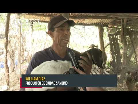Impulsan en Ciudad Sandino la producción de ovinos y caprinos - Nicaragua