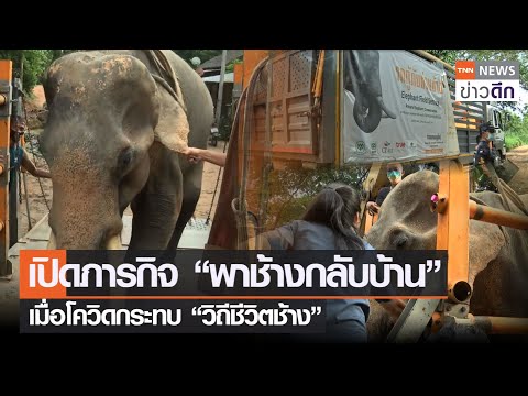 เปิดภารกิจ-“พาช้างกลับบ้าน”-เม เปิดภารกิจ-“พาช้างกลับบ้าน”-เม