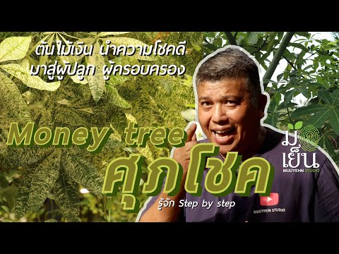 Muuyehn Studio  มือเย็น สตูดิโอ  ศุภโชคMoneyTreeต้นไม้เงินนําความโชคดีมาสู่ผู้ปลูกผู้ครอบครอง