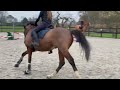 Allround horse Leuk all-round paard