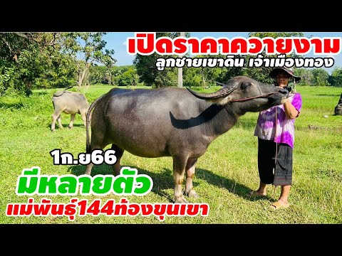 เปิดราคาควายงามแม่พันธุ์144ท้