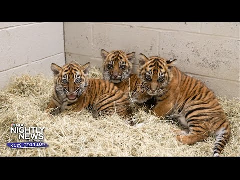 Nashville Zoo's newest stars are a trio of Sumatran Tigers | Nightly News: Kids Edition