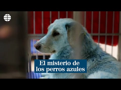 Investigan el extraño caso de los perros azules en Rusia