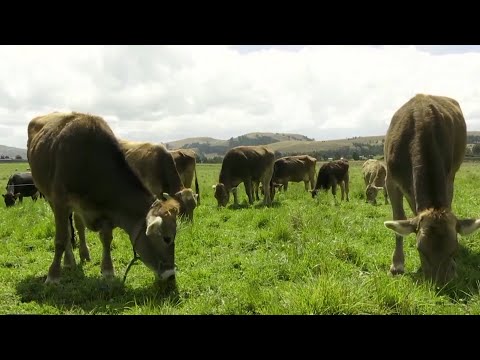 Productores serán capacitados en tema de inseminación artificial del ganado