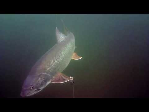 huge lake trout- underwater action