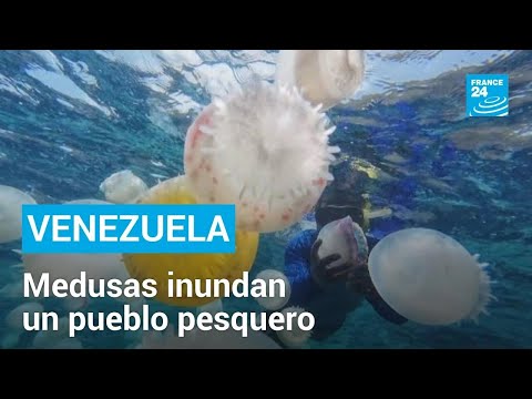 Venezuela: inusual enjambre de medusas inunda un pueblo pesquero • FRANCE 24 Español