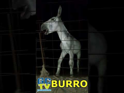 ¿Por qué rebuznan los burros? #shorts #burro #asno #borrico #caballo #mula #yegua