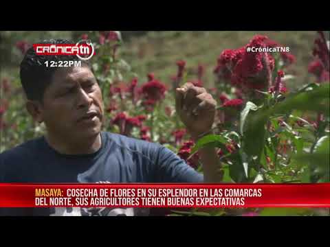 Cosecha de flores en su esplendor en las comarcas de Masaya - Nicaragua