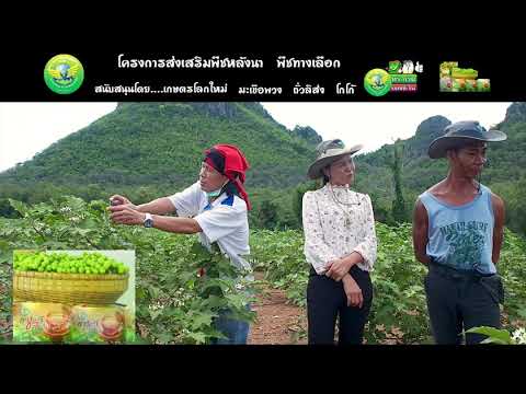 🌏🍃มะเขือพวง-ปลูกในแปลงหิน-สุดย 🌏🍃มะเขือพวง-ปลูกในแปลงหิน-สุดย