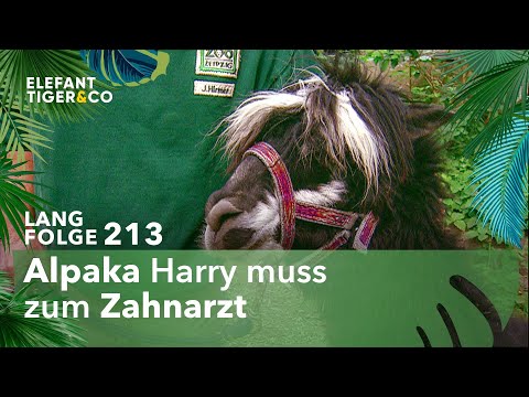 Alpaka Harry hat Zahnprobleme (Langfolge 213) | Elefant, Tiger & Co. | ARD