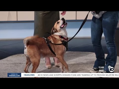 Pet of the Week: Bradley