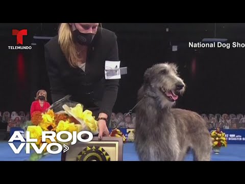 Una perrita escocesa gana la Exposición Canina 2020 en Pennsylvania | Al Rojo Vivo | Telemundo