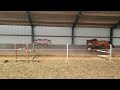 障碍赛马匹 Te koop 2 jarig springpaard (Hernandez TN x Silverstone VDL)