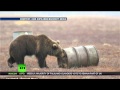 Crazy Alert - Here's what 'high' Bears do?
