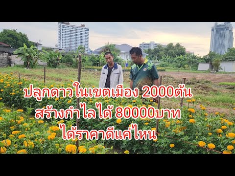 เกษตร ล่ําซํา ดอกดาวเรือง ปลูกดาวในเขตเมืองปลูกเองขายเอง2000ต้นได้ผลกำไล80000บาททำยังไ