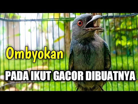 SRIGUNTING BAHAN , BISU , MACET , DAN MALAS BUNYI COBA PUTAR DENGARKAN SRIGUNTING ABU ABU GACOR INI