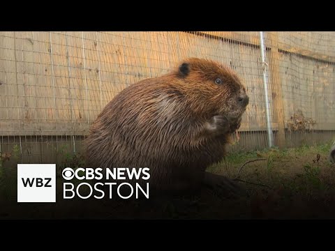 Governor Healey issues permit for Nibi the beaver to stay at Massachusetts wildlife center and more