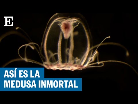 Así es la medusa inmortal