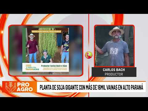 Planta de soja gigante con más de 16mil vainas en Alto Paraná
