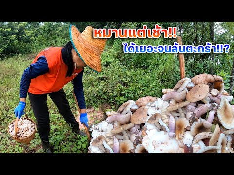 หมานแต่เช้า!!-ได้เยอะจนล้นตะกร หมานแต่เช้า!!-ได้เยอะจนล้นตะกร