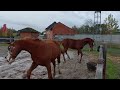 Show jumping horse Mannelijke jaarling Riesling van t Roosakker