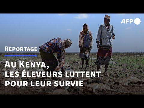 Kenya : entre sécheresse et déluge, les éleveurs luttent pour leur survie | AFP
