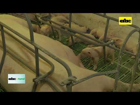Paraguay es país libre de Peste Porcina Africana