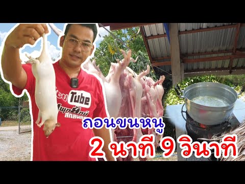 วิธีถอนขนหนูนาที่เร็วที่สุด-ง่ วิธีถอนขนหนูนาที่เร็วที่สุด-ง่