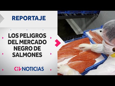 REPORTAJE | Los peligros del mercado negro del salmón en Chile - CHV Noticias