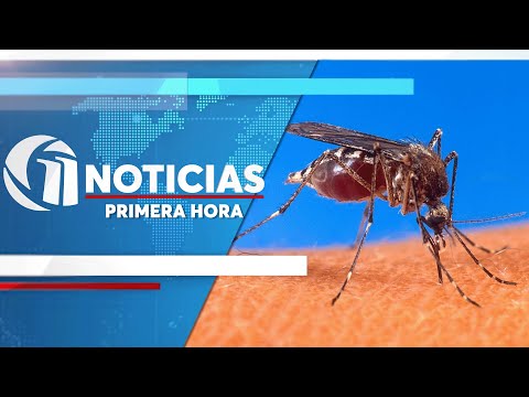 Analizan declarar un estado de emergencia por dengue en Olanchito, Yoro