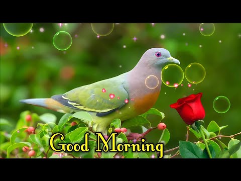 Good Morning status, 🌹Good Morning shayari , 🌹Good Morning video , 🌹Good Morning