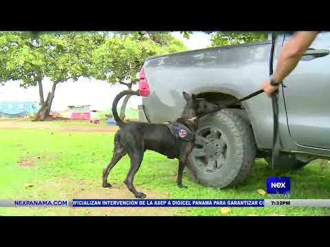 Unidades Canina forman parte de la lucha contra el crimen organizado