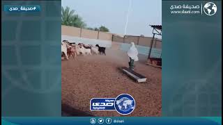 رايحه تمزح مع الحلال