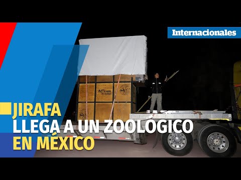 La jirafa Benito llega a un zoológico en México tras vivir maltratada