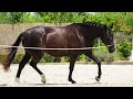 Dressage horse Lieve, brave, mooie sportmerrie