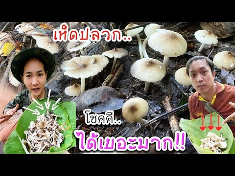 ฟ้าเป็นใจ!!น้องวิวพาเลาะเก็บเห