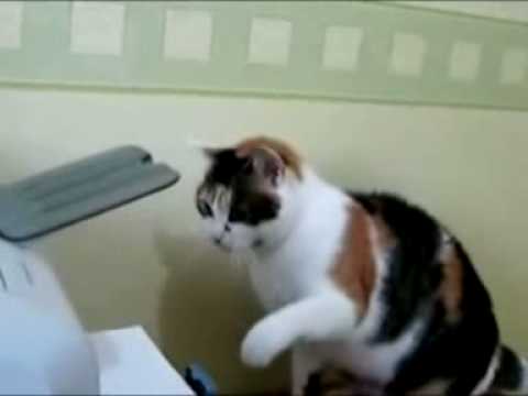 Video: Kazkas neveikia! - Kviesk katineli i pagalba