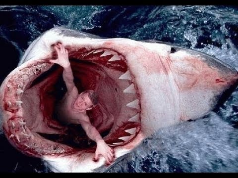 youtube mp3 shark