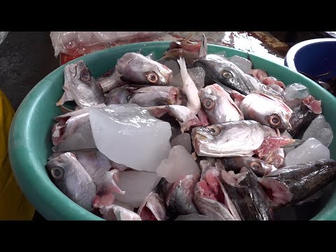 Baja el precio de los pescados en el mercado Israel Lewites