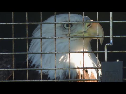 LSU football coach Brian Kelly releases bald eagle