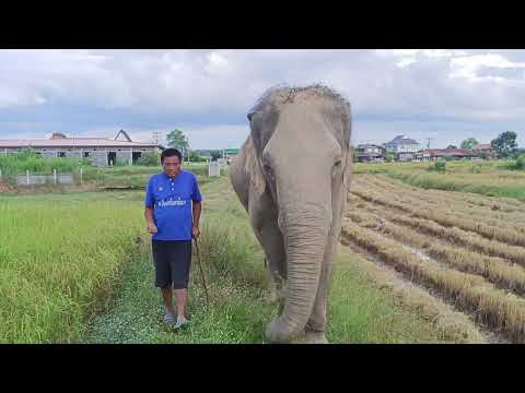 มามี๊ออกเดินเที่ยว🤟🐘