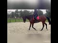 Dressage horse Talentvolle ruin