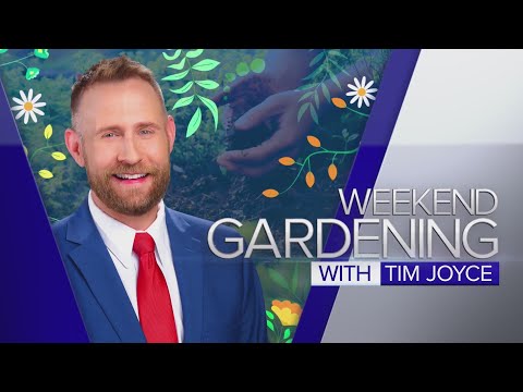 Weekend Gardening: Tree mold, Irises that won't bloom and the white bleeding heart