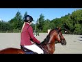 Show jumping horse 6-jarige ruin Great Blue  x Guidam