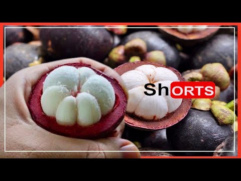 shortsHowtobuymangosteen