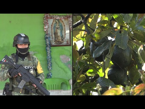 El aguacate mexicano, rehén de la violencia narco que arrecia en Michoacán | AFP