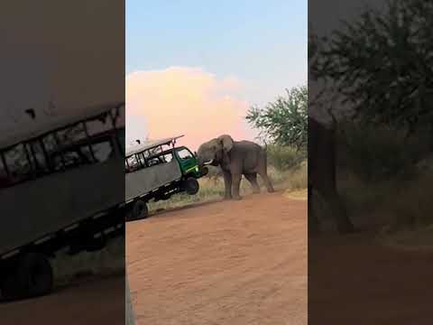 Elefante furioso golpeó violentamente un camión safari en Sudáfrica